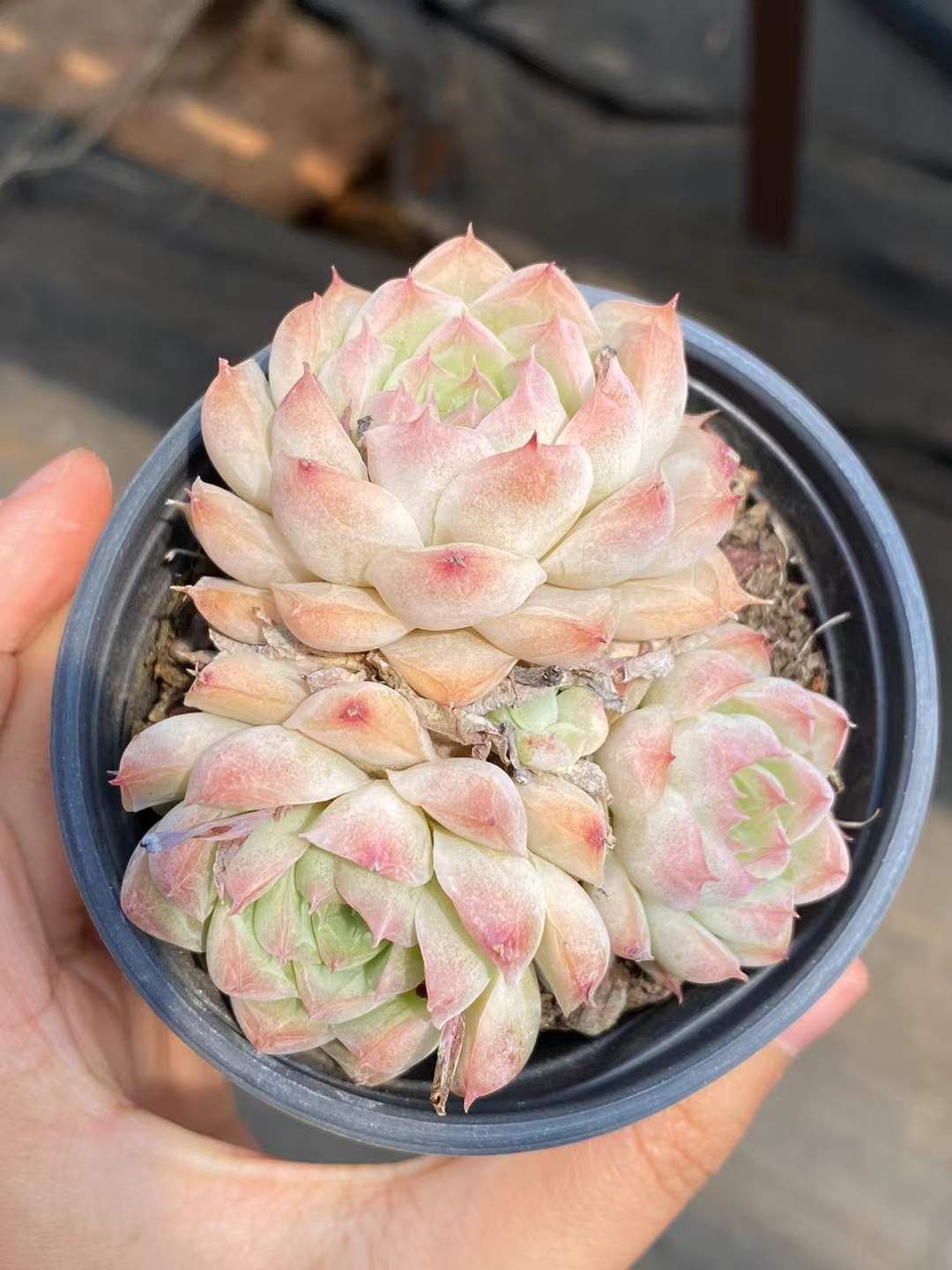 18株の抜き苗セット】桃熏（とうくん）女王 多肉植物 佐川急便発送