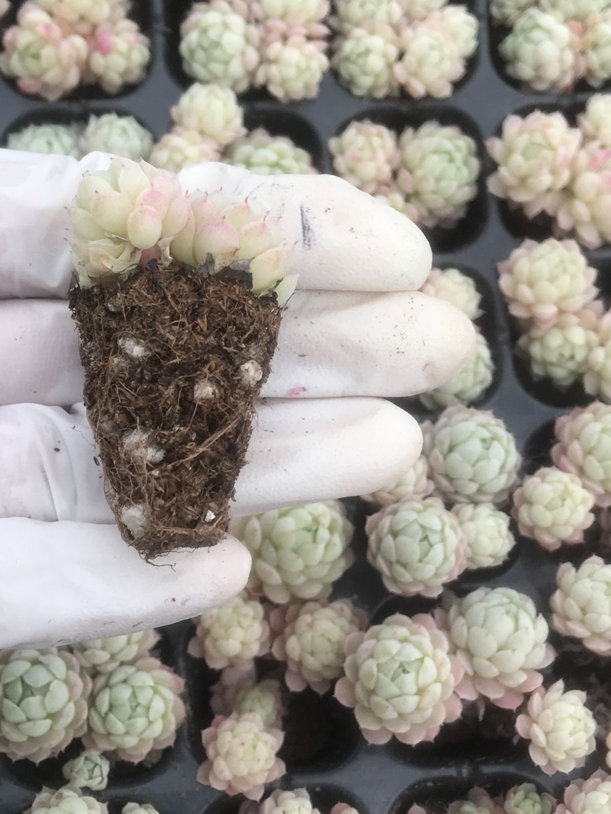 128株 R555-3 多肉植物 エケベリア ラノリン球 超美苗 サボテン 観葉
