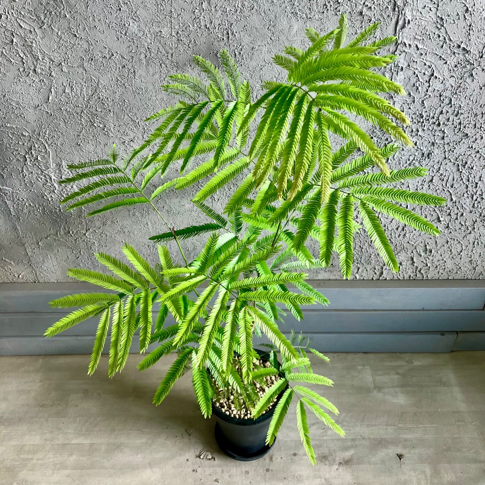 akiko 美形 大型 エバーフレッシュ S字仕立て 陶器鉢 植え込み発送