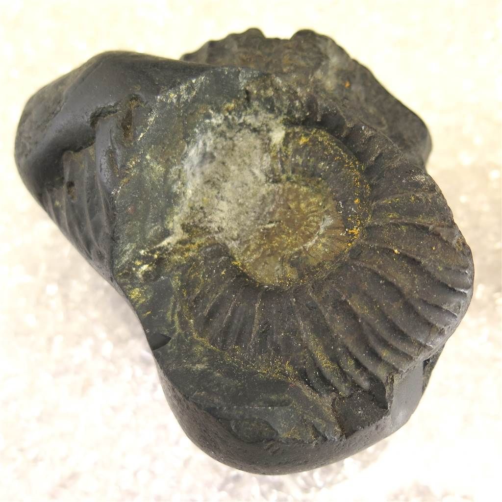 シャリグラム サリグラム アンモナイト化石 聖石 707g 【榎本