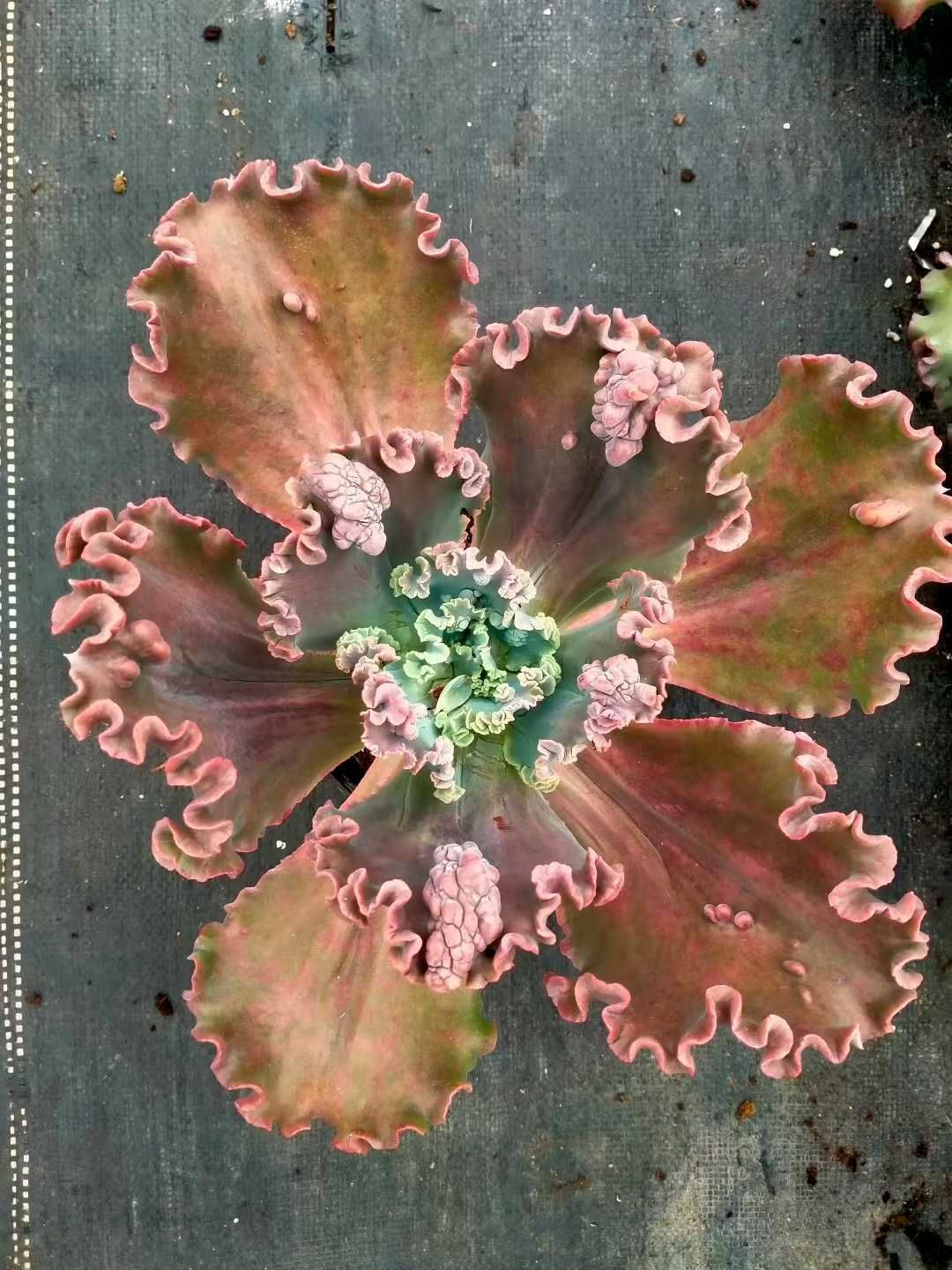 新発売 8株セット エケベリア・バロンボールド 抜き苗 多肉植物 佐川