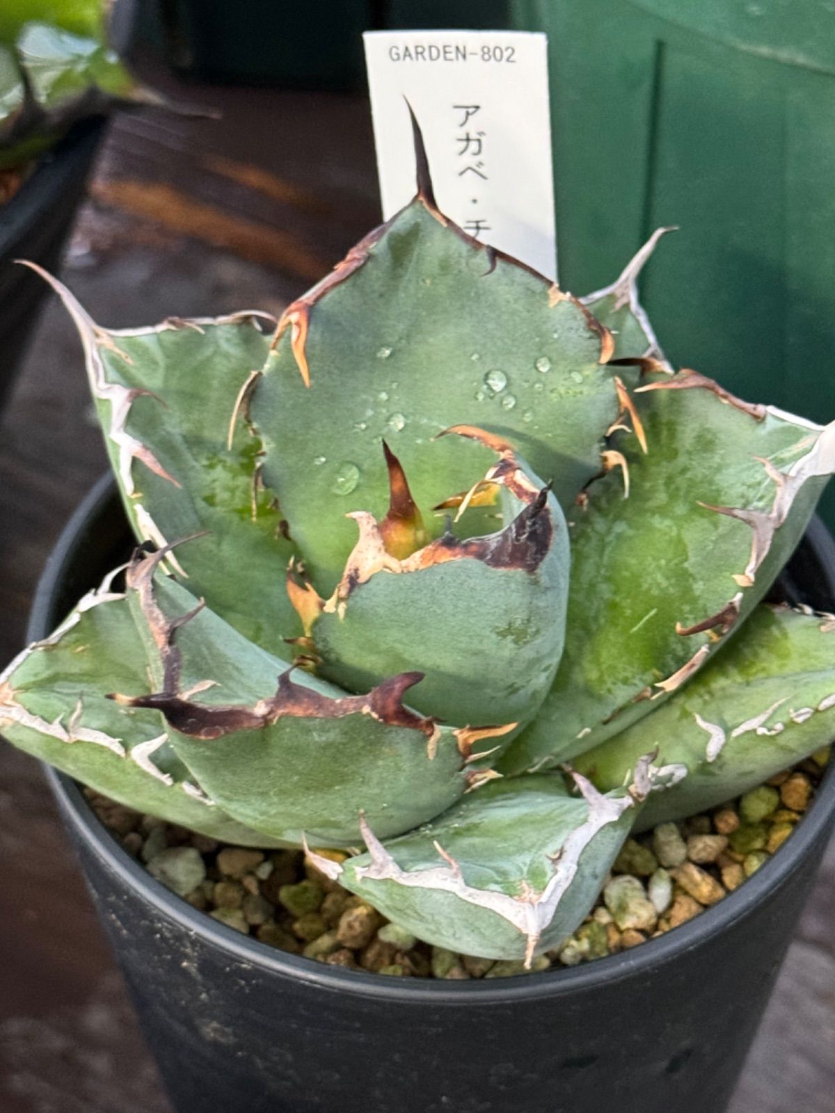 アガベ チタノタ 黒鯨 - メルカリ