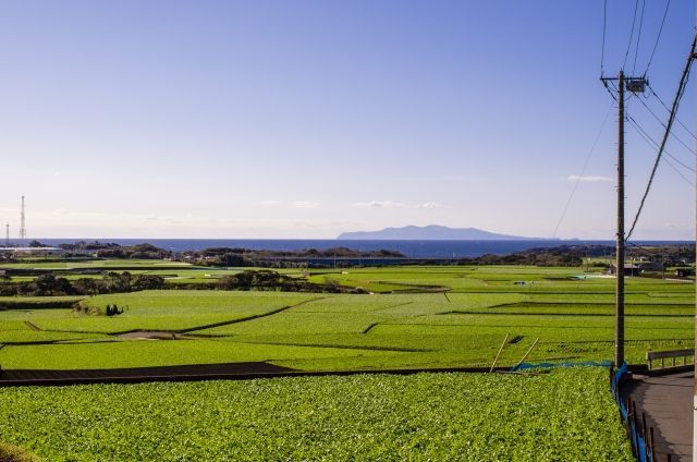 三浦大根（中太大根）3本