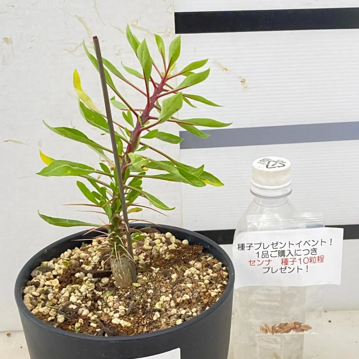 4162 「実生」フォークイエリア プルプシー大【種子プレゼントイベント開催・塊根植物・Fouquieria purpusii・葉落ちする】 -  メルカリ