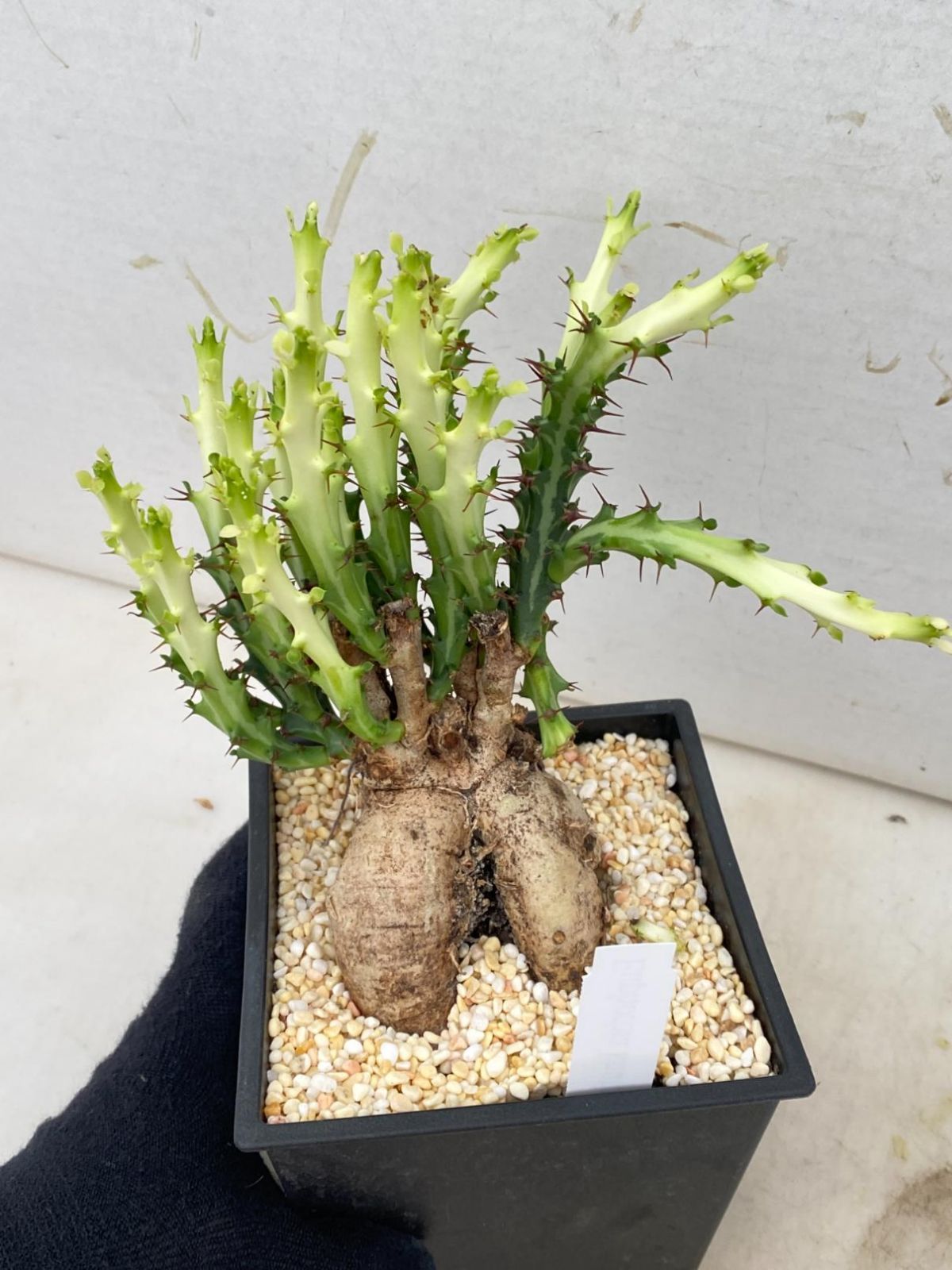 2636 「多肉植物C」ユーフォルビア クンチー【発根・美株・Euphorbia knuthii・狗奴子キリン・塊根植物】 - メルカリ