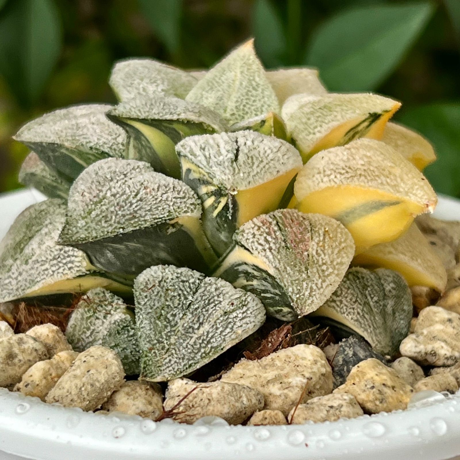 ハオルチア ピグマエア錦 極上斑