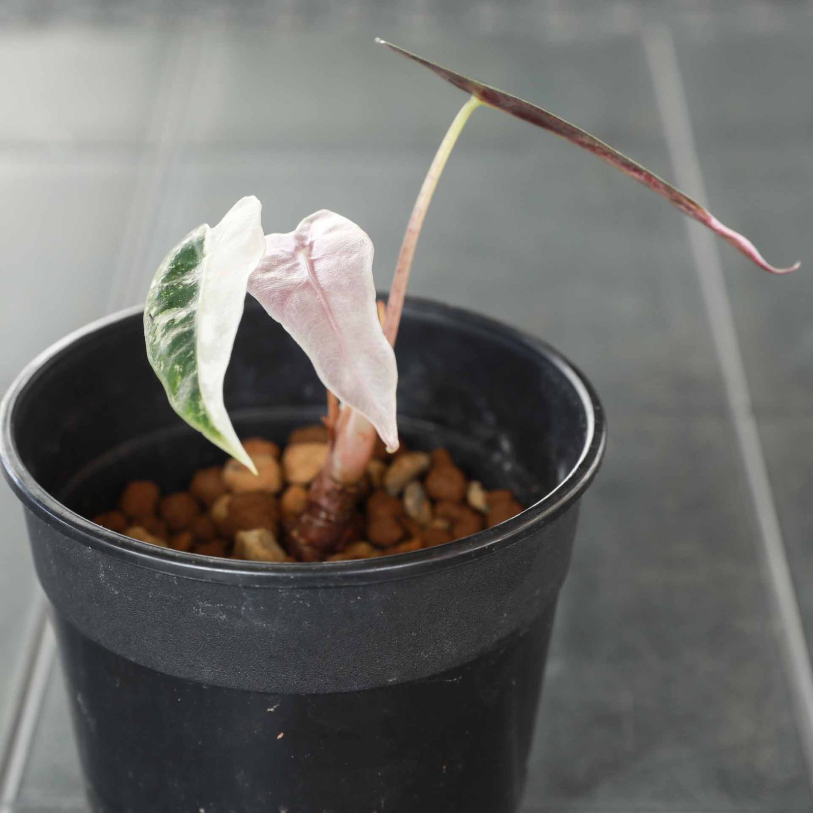 アロカシア バンビーノ ピンク斑入り Alocasia Bambino pink