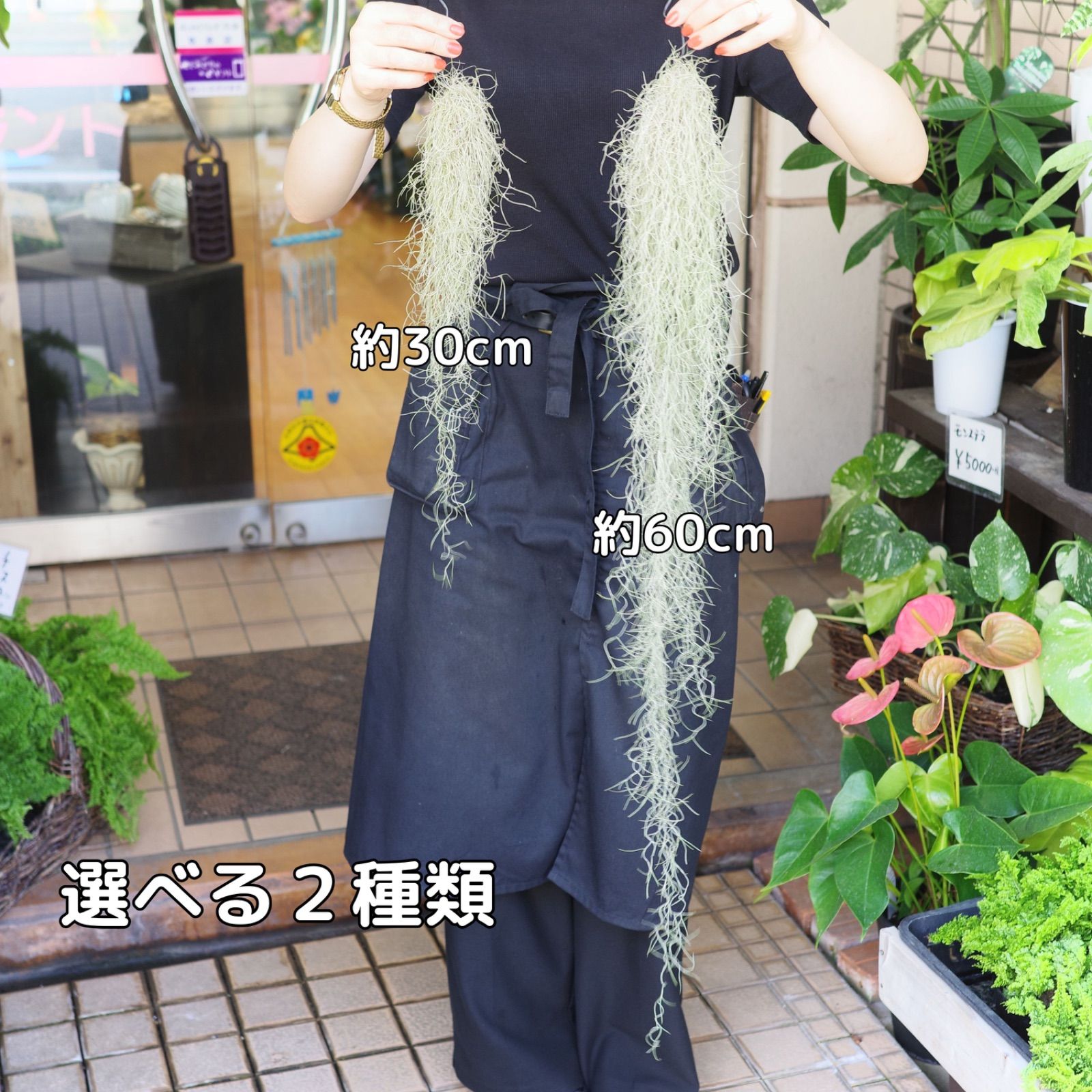 超細葉スパニッシュモス 「スーパーファイン」40cm ウスネオイデス