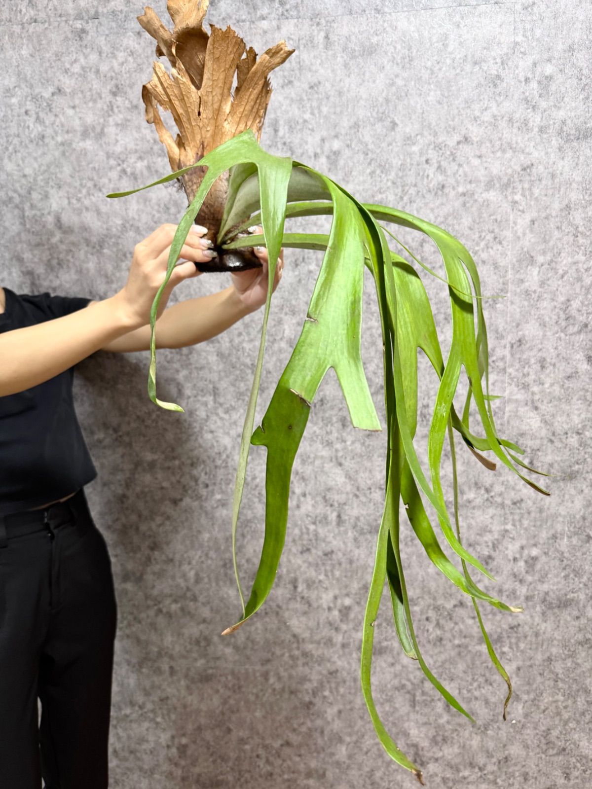 ビカクシダ P.Willinckii Java Wild 4f63c0337f0afba7d639460d2353bc