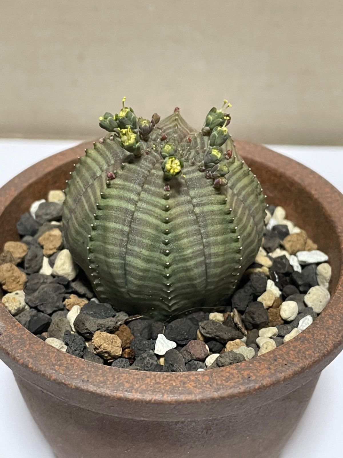 最終値 ユーフォルビア カリサナ 実生 カクタス長田 (検索)カタフ サピニー 最終値 ユーフォルビア カリサナ 実生 カクタス長田 (検索