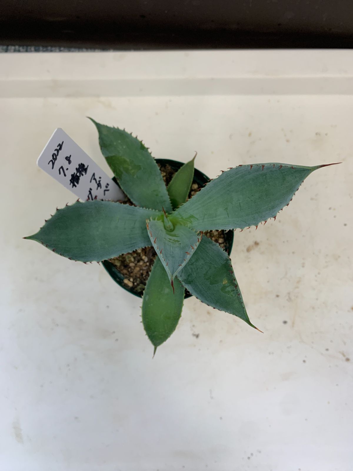 新品即決 アガベ 4種4株① 植物/観葉植物 - jiujitsutimes.com