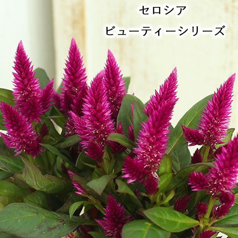 ☆752 hanatoteto ケイトウ ドライフラワー 450本 yg-08-007-1.jpg