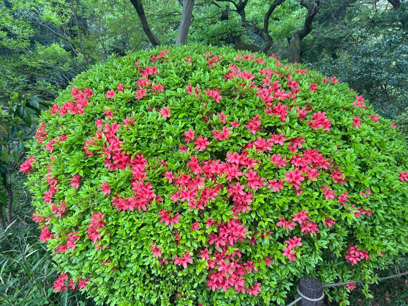 ともとーん様