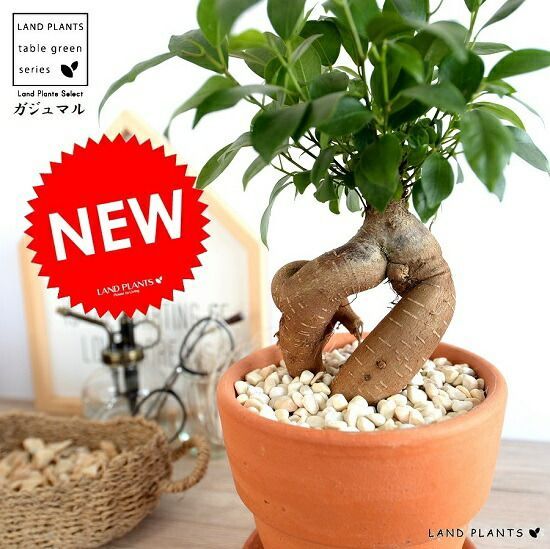 松永松寛作 笹露蒔絵 平棗 銀粒 茶道具 共箱　V871　N6 松永松寛作 笹露蒔絵 平棗 銀粒 茶道具 共箱 V871 N6 【公式通販】