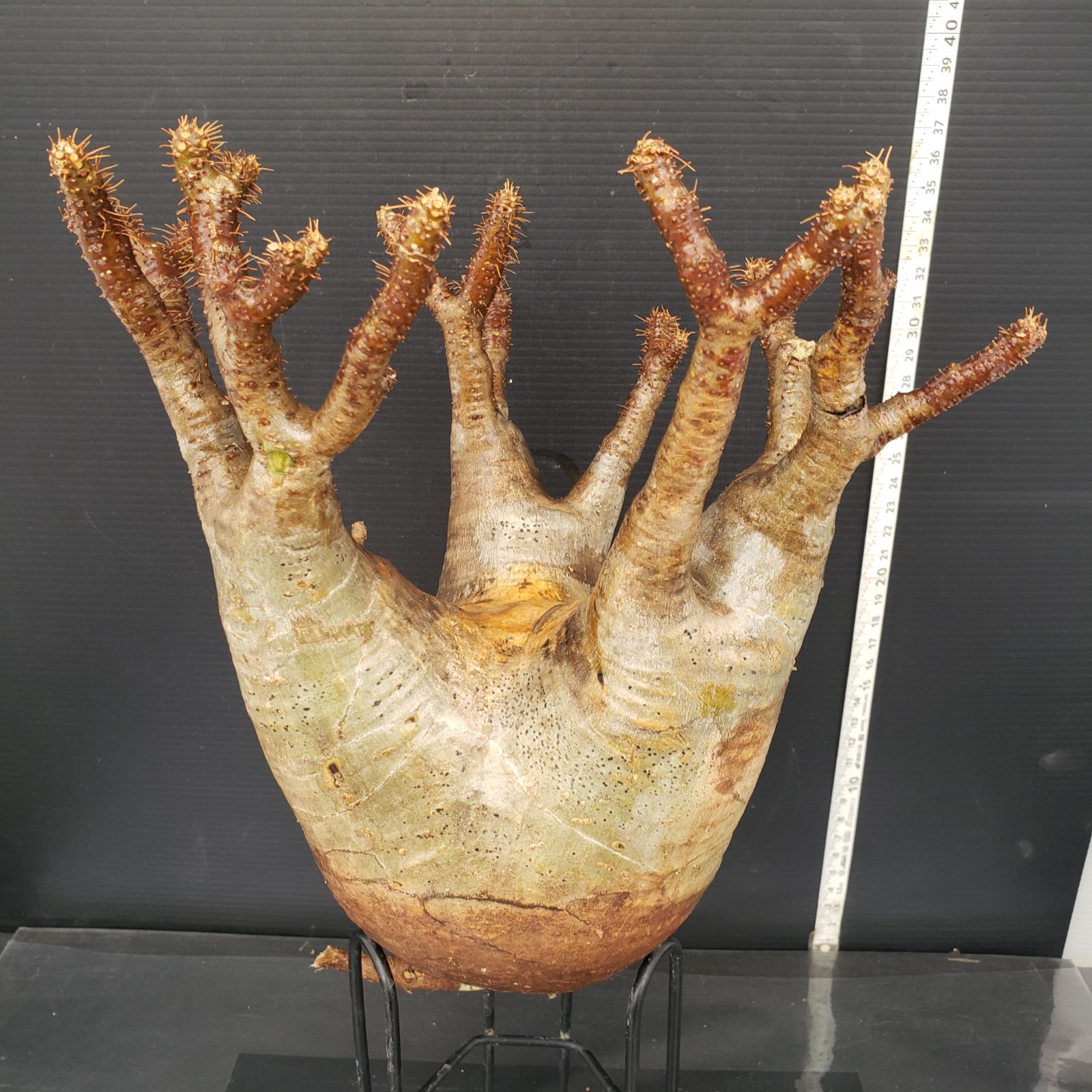 M592【最新到着】Pachypodium グラキリス（ML）（現地球・抜き苗