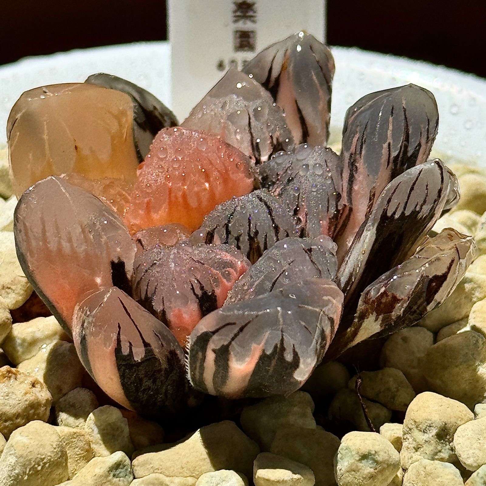 観葉植物 購入 ハオルチア 黒水晶錦 極上斑 特選株 511