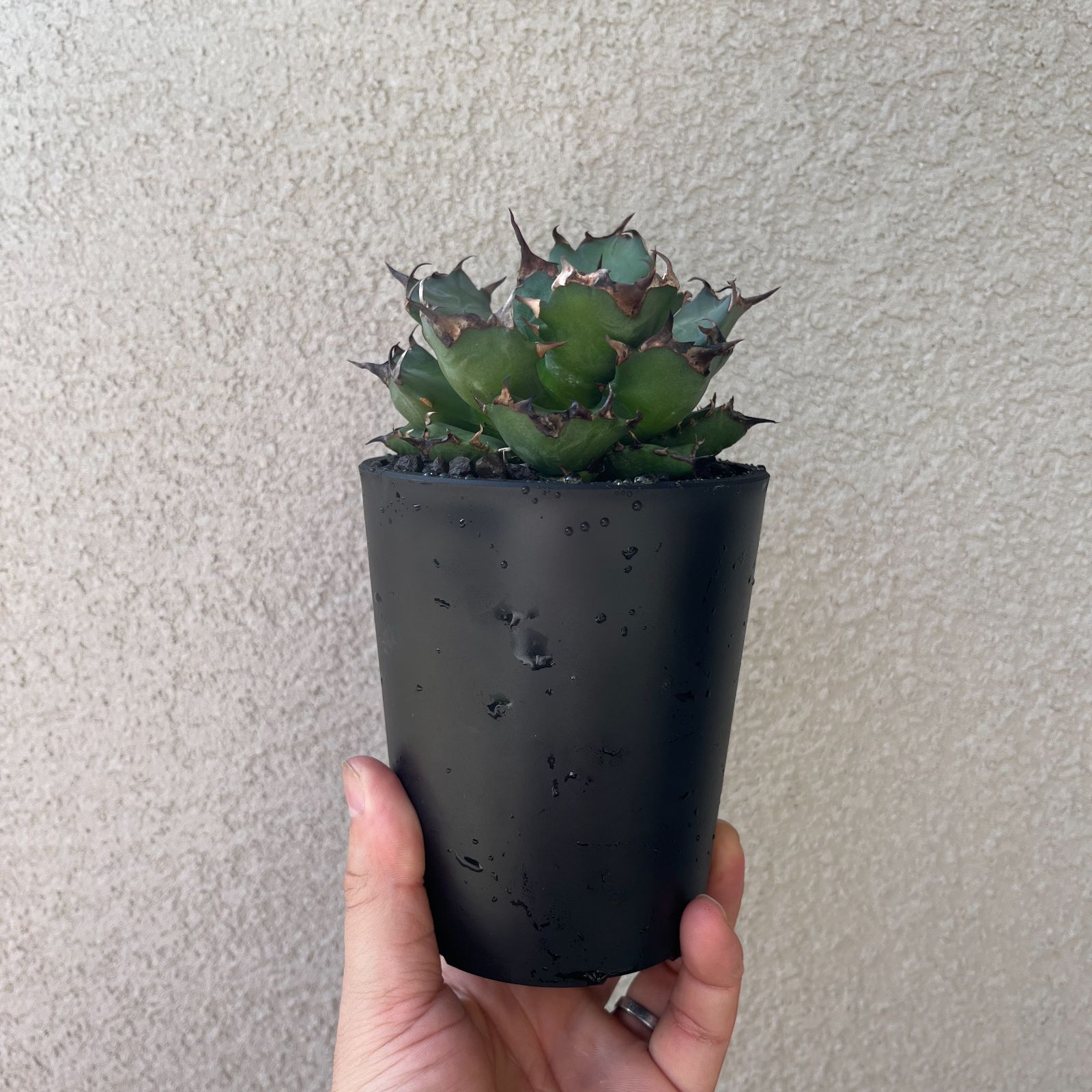 アガベ・姫厳龍 現地株｜Agave titanota 'Dwarf'139 - メルカリ