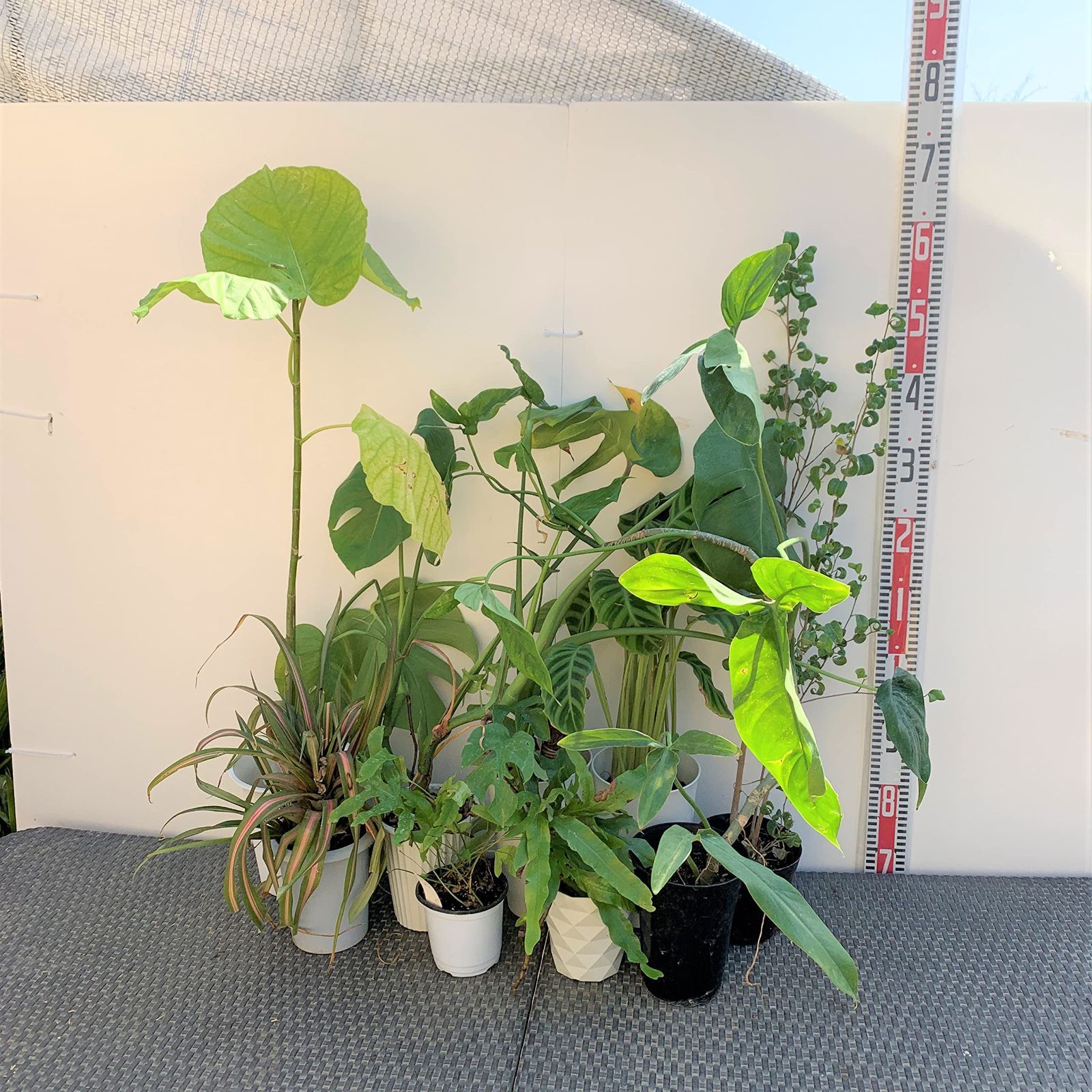 観葉植物のご指定はできません 葉が傷んだり様々な状態からの見計らい出荷となります 葉に見られる白い汚れは肥料の痕です 商品の為ギフトラッピングには対応しておりません ご了承下さい ●観葉植物の 株です 葉傷みや落葉した株など状態に個体