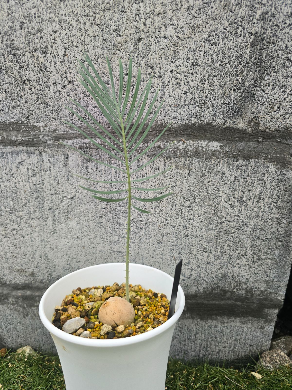 サイカス クピダ 実生苗！！Cycas cupida ふも ブルーソテツ！