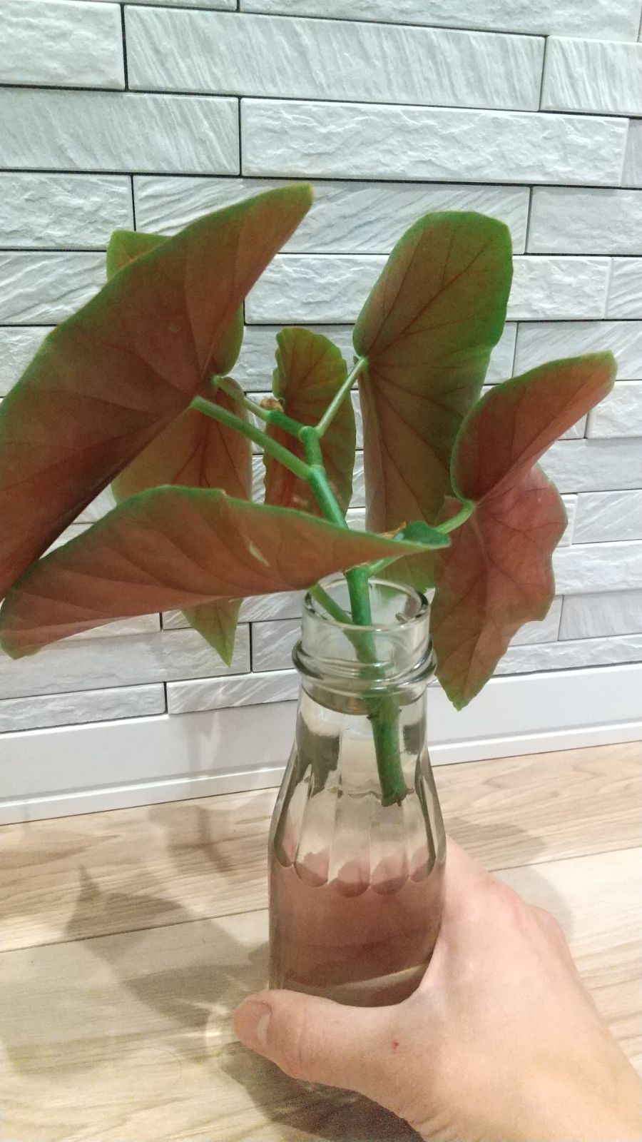 ベゴニア マクラータ 発根済苗 - メルカリ