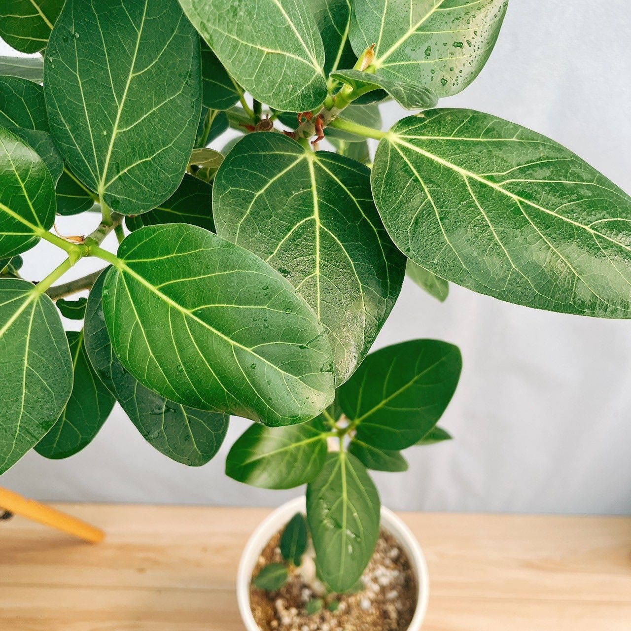 現品］4番 フィカス ベンガレンシス 8号 観葉植物 室内 大型 ゴムの木