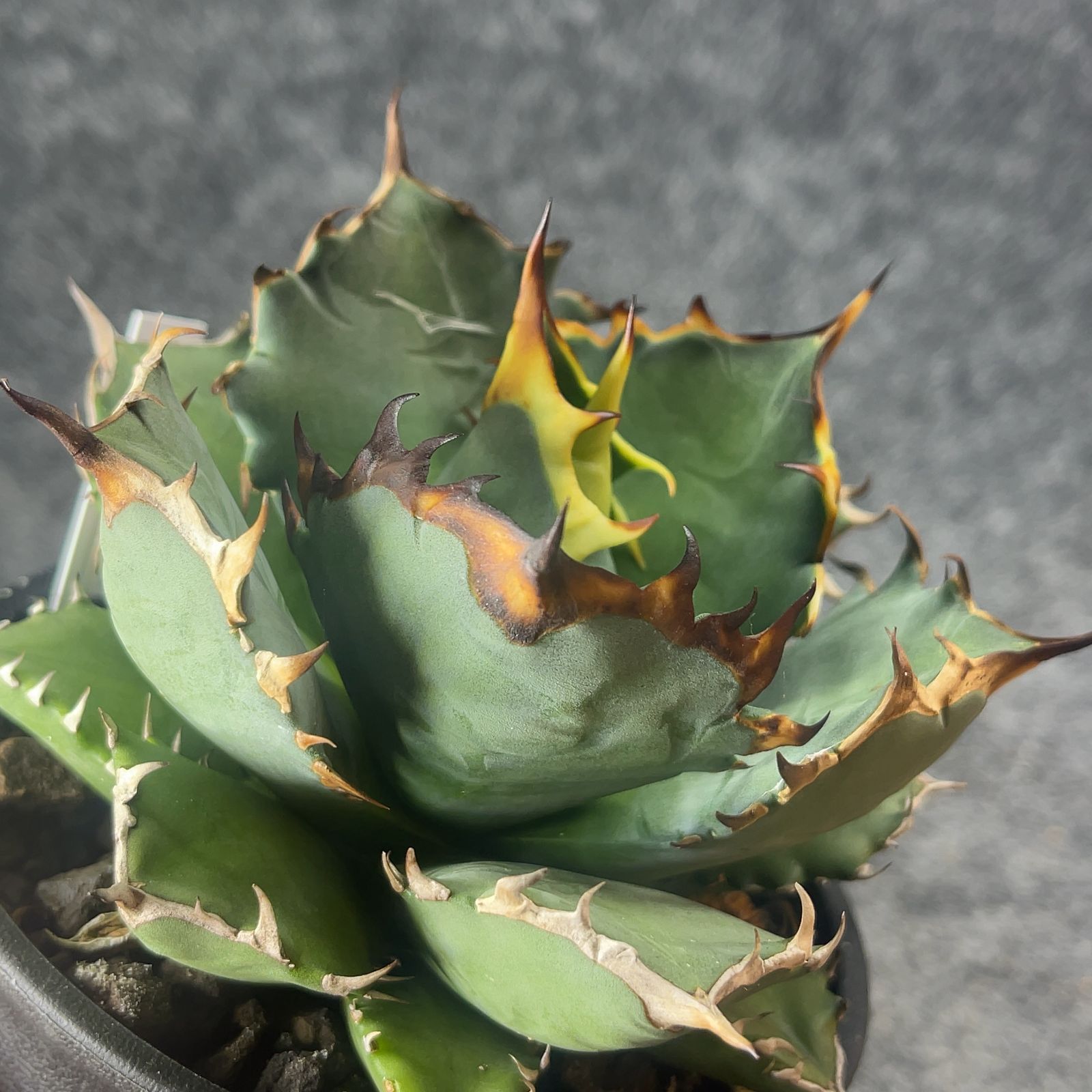 鉢ごと発送】アガベ チタノタ 姫厳竜 Agave titanota 'Dwarf' / 4号鉢