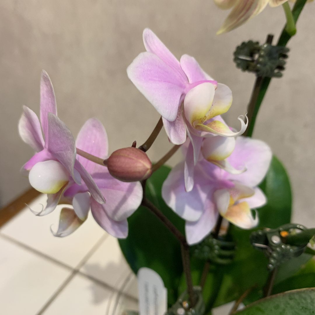現品SALE❗️ミニ胡蝶蘭❤️５種セット 楽天市場】マイクロ胡蝶蘭 2．5号の通販