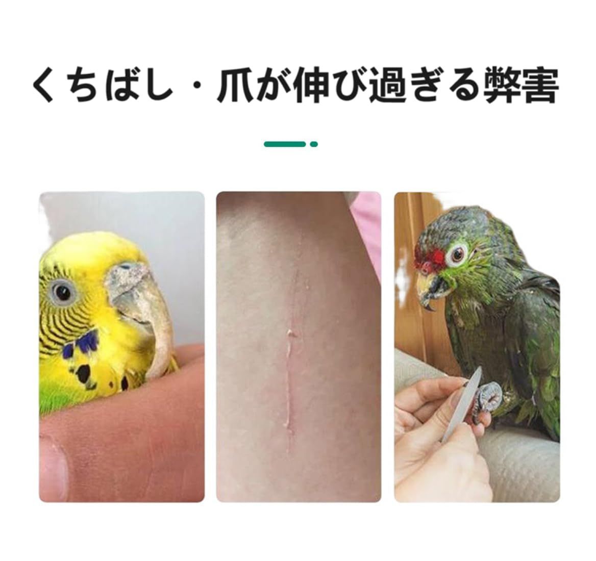 爪を磨く 文鳥 小鳥 噛む玩具 インコ オウム 鳥休み場所 鳥用爪とぎ棒 噛むおもちゃ バランス練習 爪研ぎパーチ ねじ止め鳥棒 インコ 鳥用パーチ  2本セット オウム 止まり木 鳥 20cm/本 DIFEIUKI - メルカリ