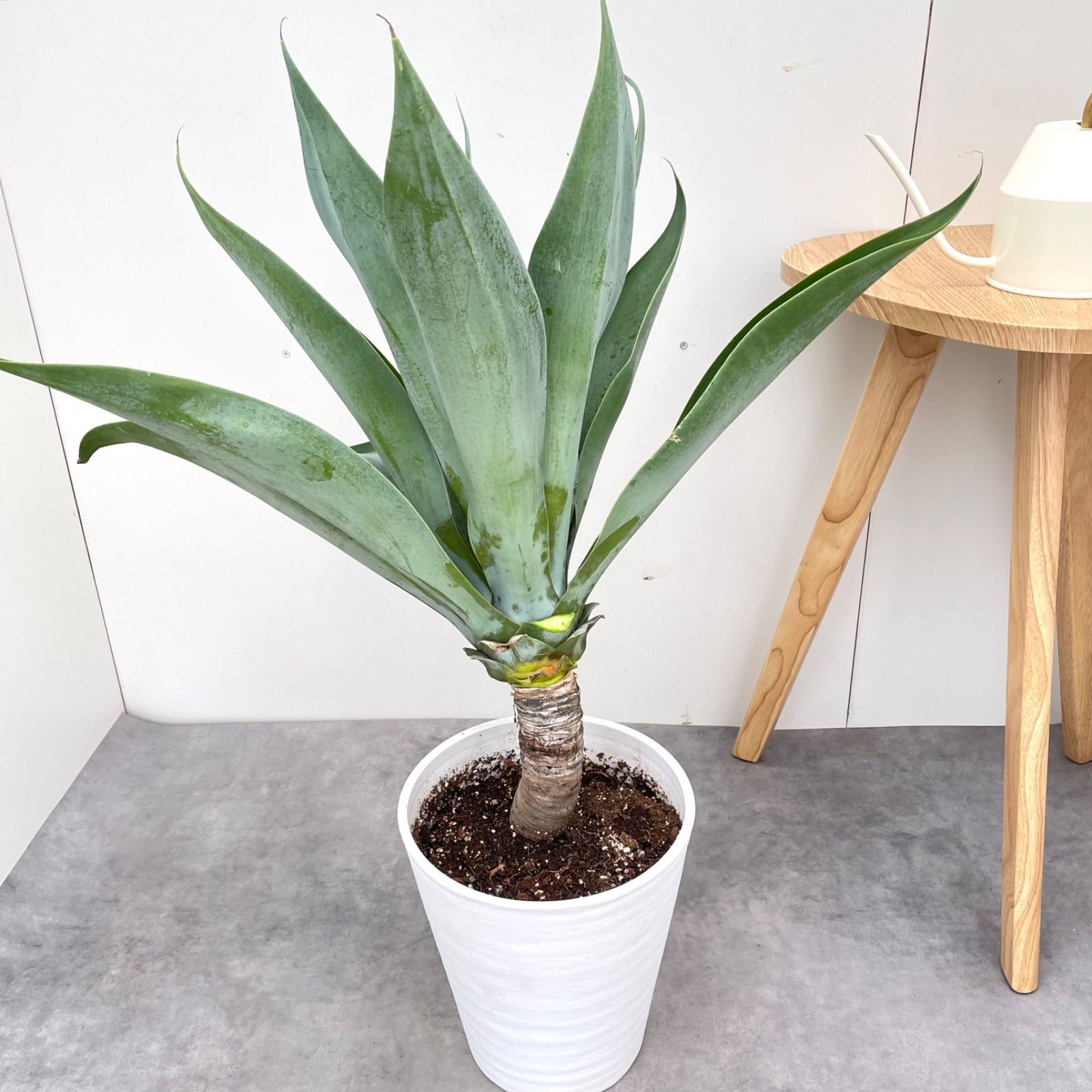 アガベ アテナータ ボーチンブルー 4【現品】☆希少☆ 観葉植物 大型