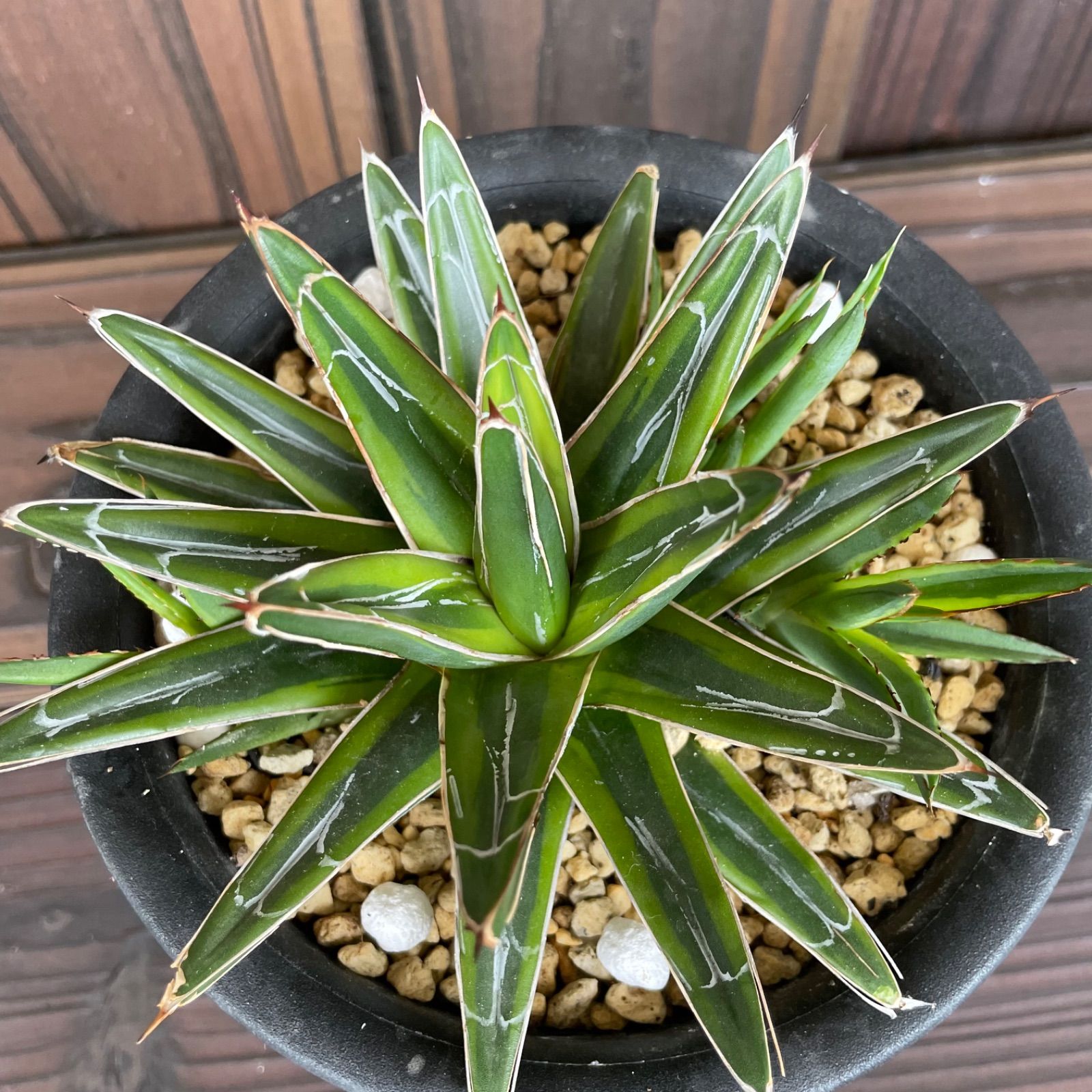 メルカリshops アガベ 笹の雪 黄覆輪 9710 A 多肉植物 観葉植物