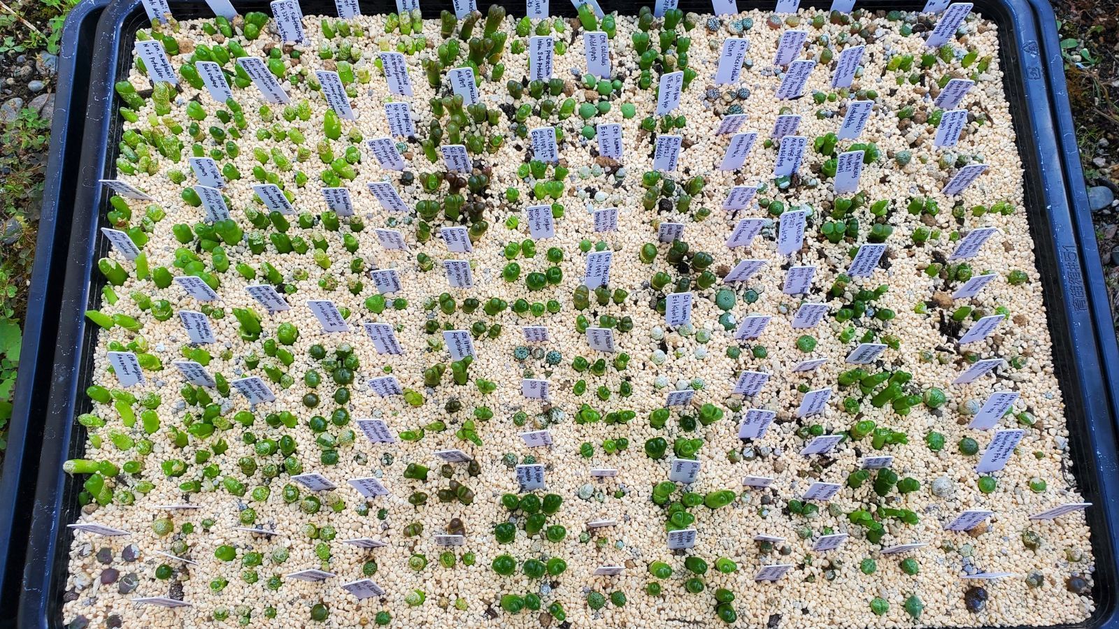 コノフィツム種子 用