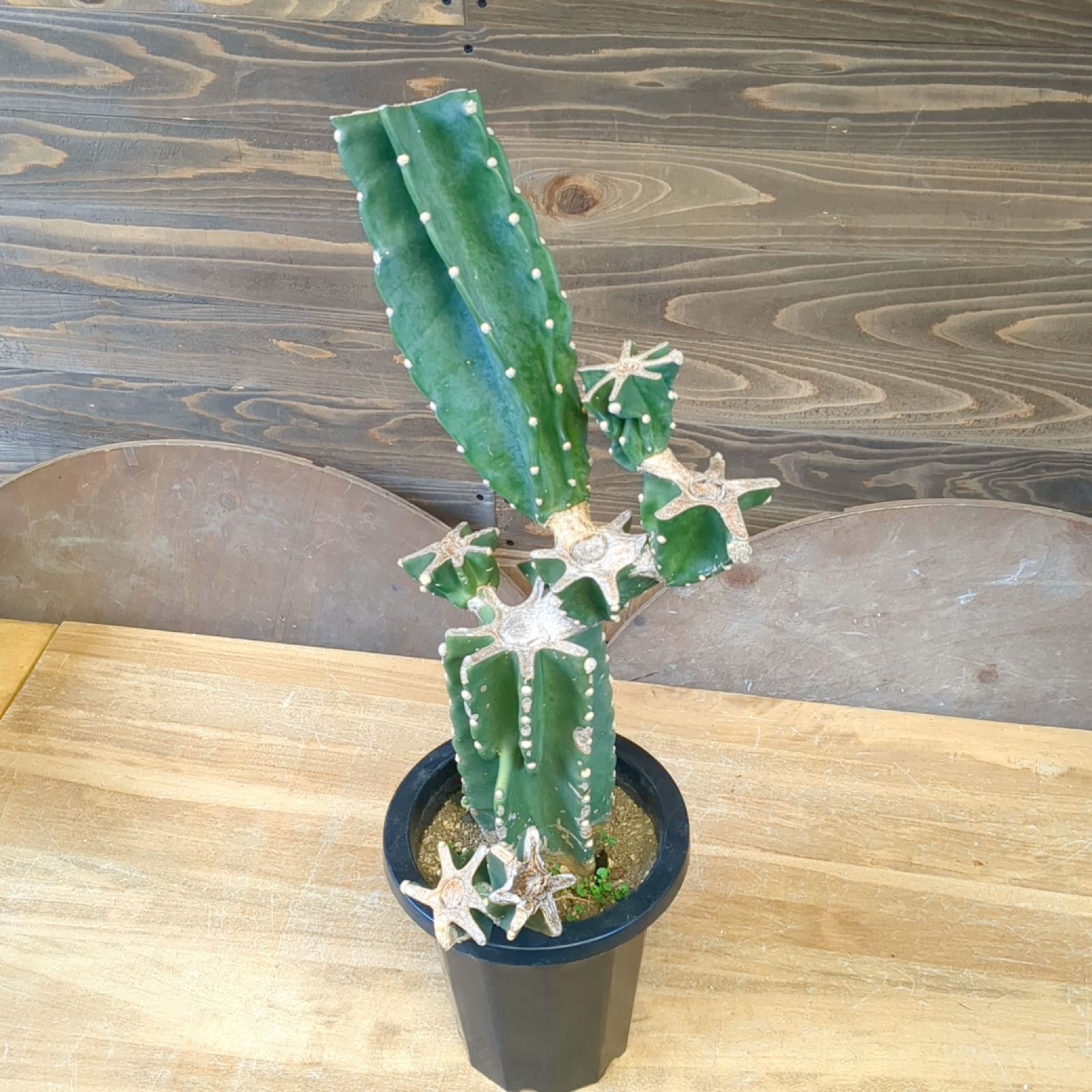 割引 柱サボテン ブランチ【 現品 】鉢のまま発送 A 観葉植物 柱