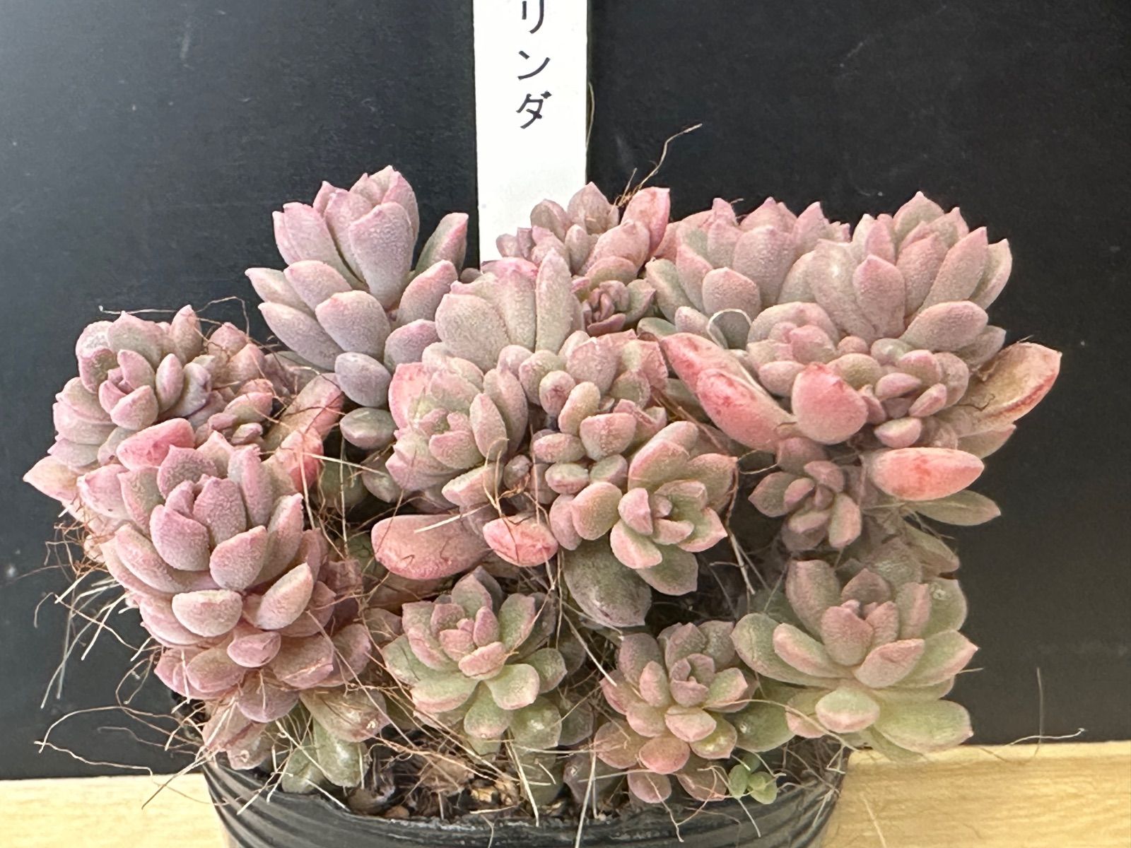 リンダリンダ ぼのぼのさん苗 札なし ポットごと発送 - メルカリ