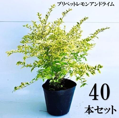 40本セット プリペット レモンアンドライム樹高0.25m前後15cmポット