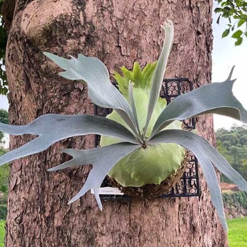 ビカクシダ ドイトン P. Doi-tung 観葉植物 白ビフ コウモリラン