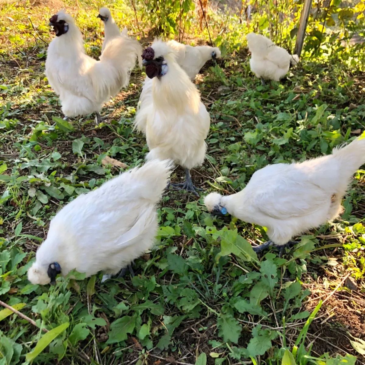 東京烏骨鶏の卵 烏骨鶏 ニワトリ 放し飼い有精卵 送料無料 4個
