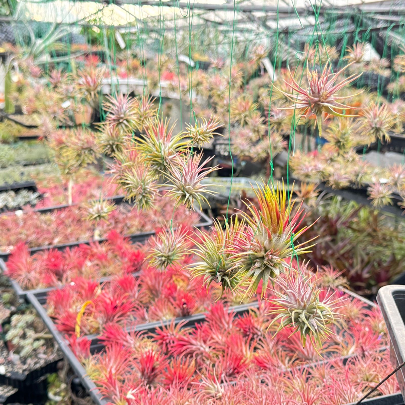 チランジア ハリシー × キセログラフィカ Tillandsia harrisii