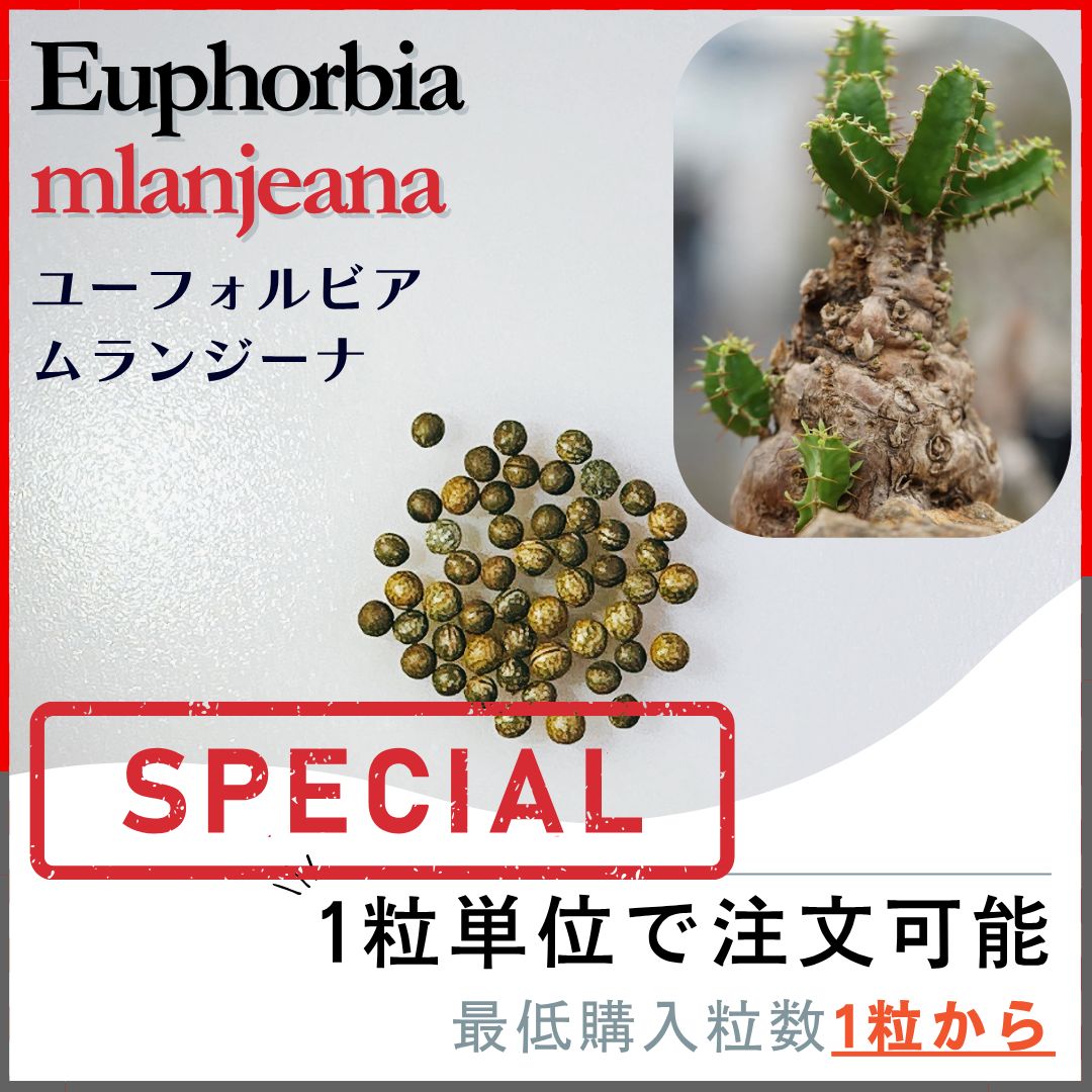 種子】ユーフォルビア ムランジーナ /セット割あり 数量1粒から