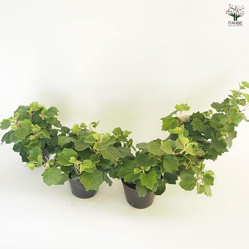 耐寒性常緑つる性多年草 別名