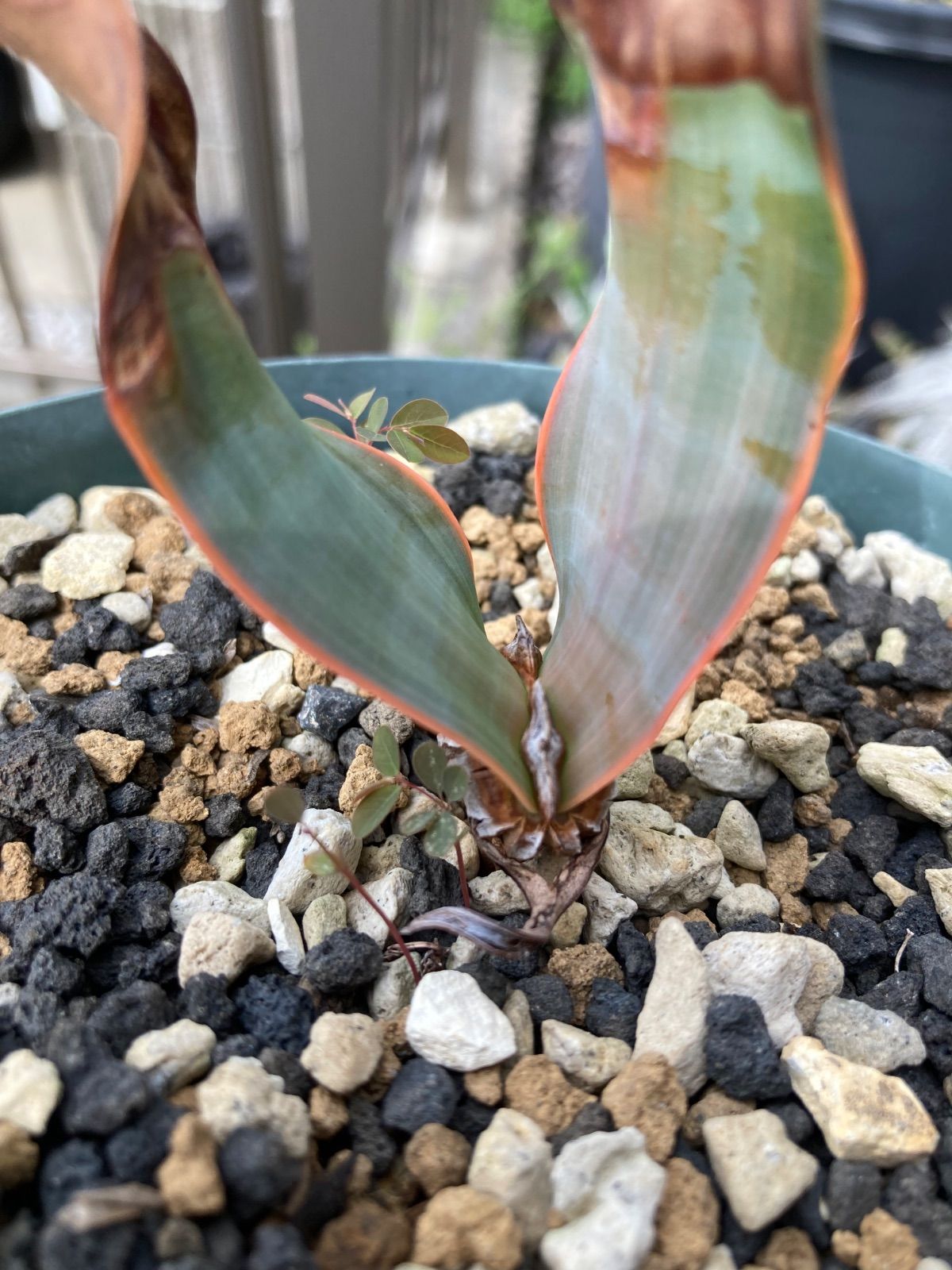 ウィルウィッチア ミラビリス 奇想天外 実生 奇想天外 ウェルウィッチ