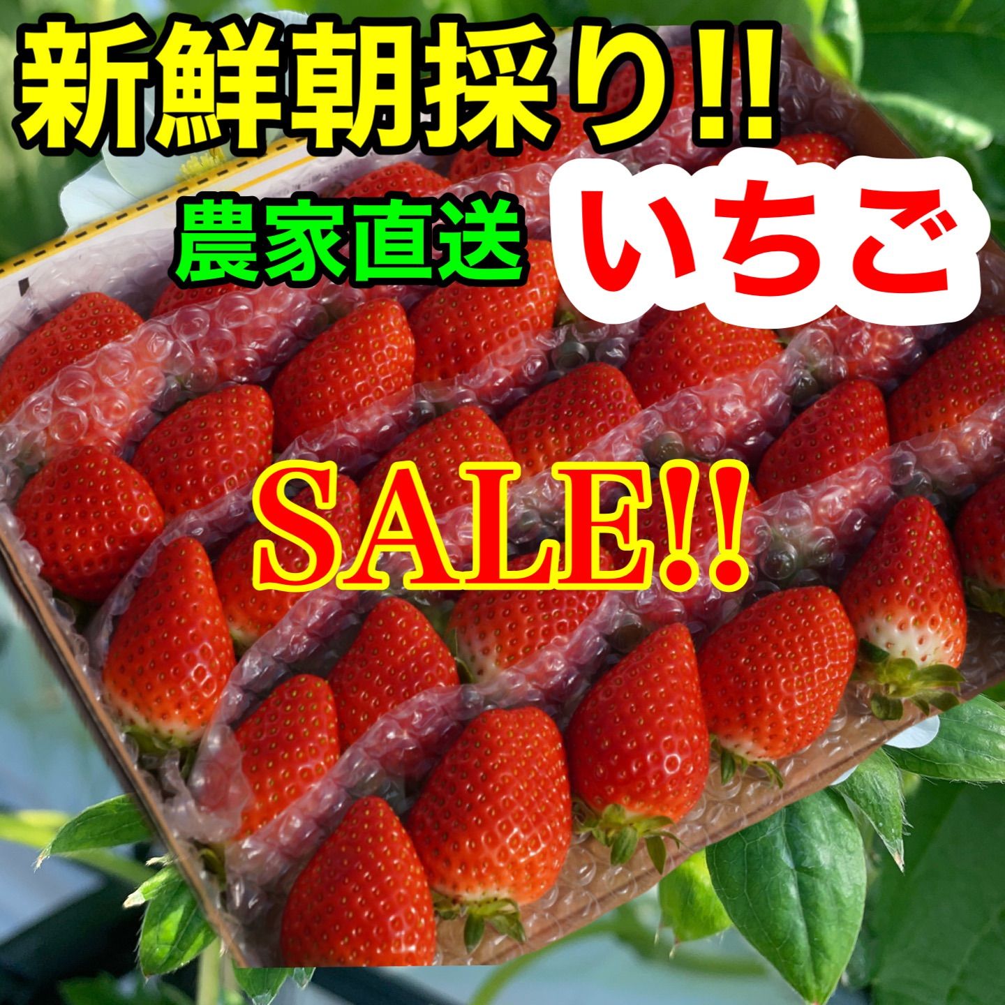 『大好評』愛媛県産🍓新鮮朝採り 人気NO.1❣️かんちゃん農園の甘いいちご「かおりの」爽やかな甘みに癒される人続出中❣️-0