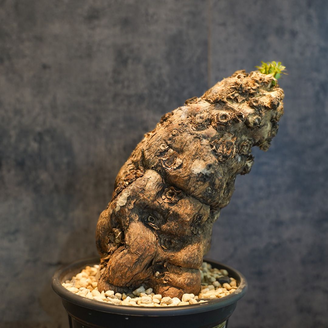 抜き苗 ユーフォルビア ムランジーナ 発根済み ユーフォルビア ムランジーナ 【発根済み】RF231965(T) | RAFLUM