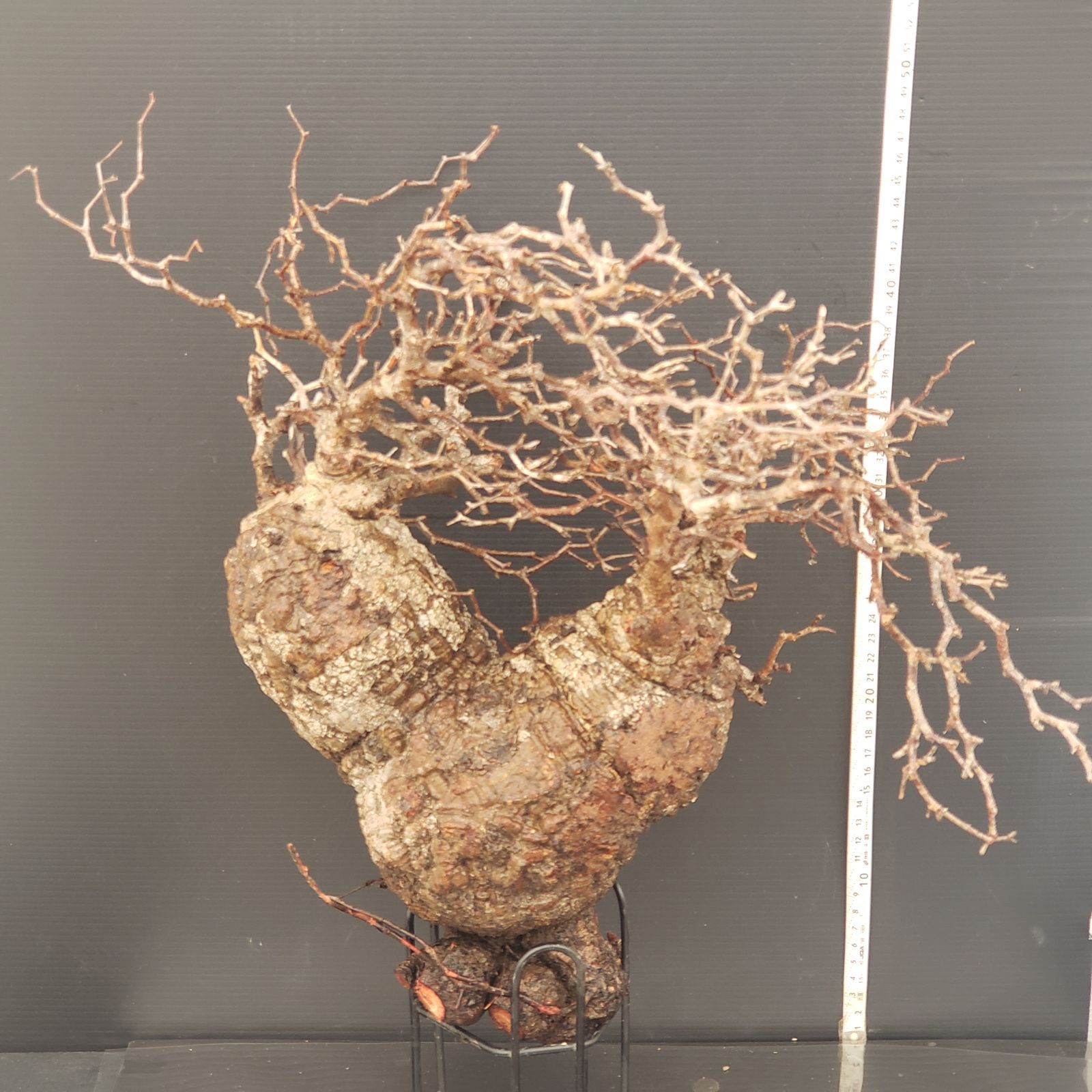 オペルクリカリア パキプス 抜き苗発送！ 48