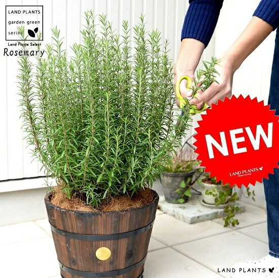 ローズマリー 大型 ウッドバレル プランター 茶色 立性 鉢植え 苗 苗木 ローズマリ ハーブ ハーヴ 木製プランター 茶