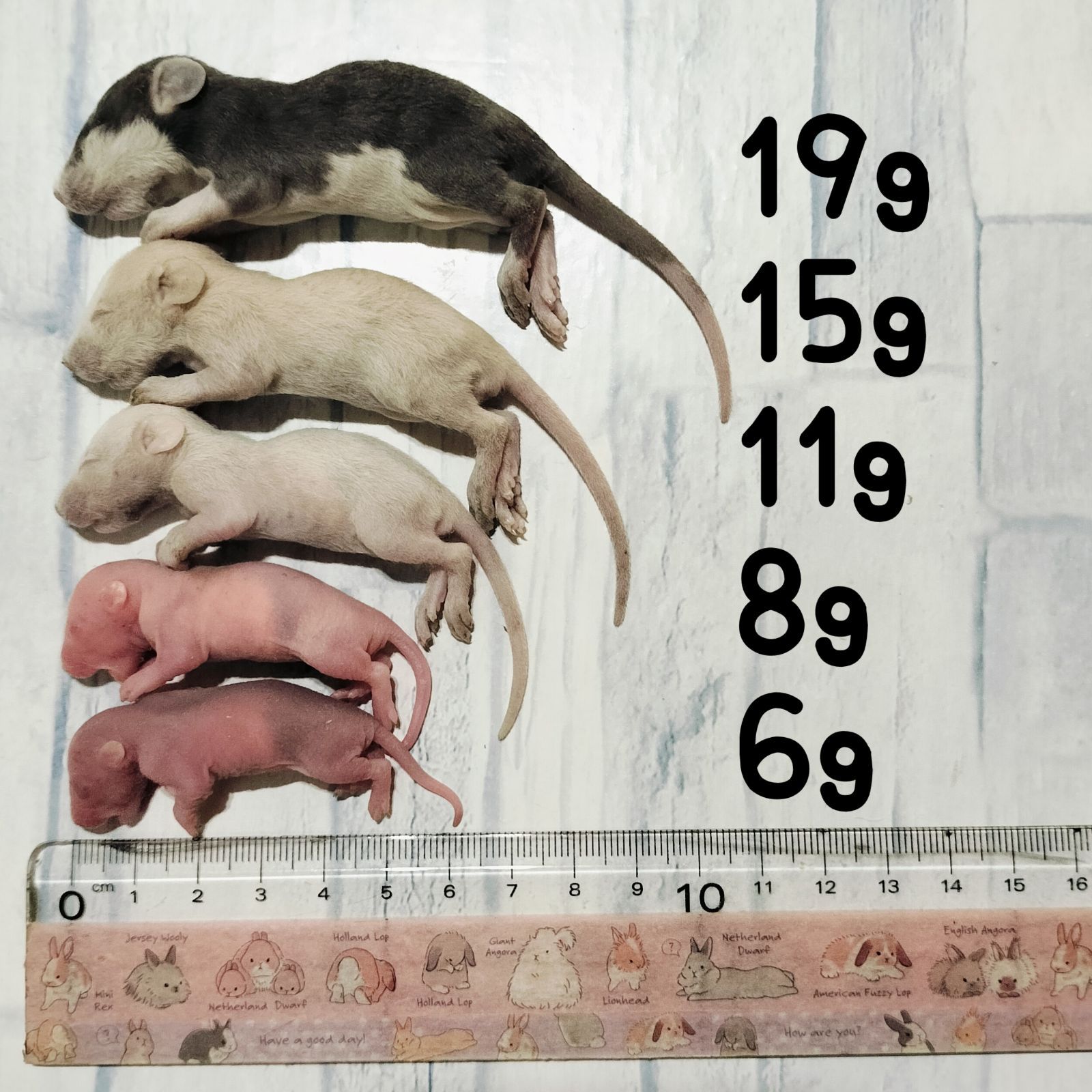 イズミ冷凍ラット20匹セット Amazon | 国産冷凍ラット (ベビー L 16~20g 5匹入り) | 冷凍ラットくん