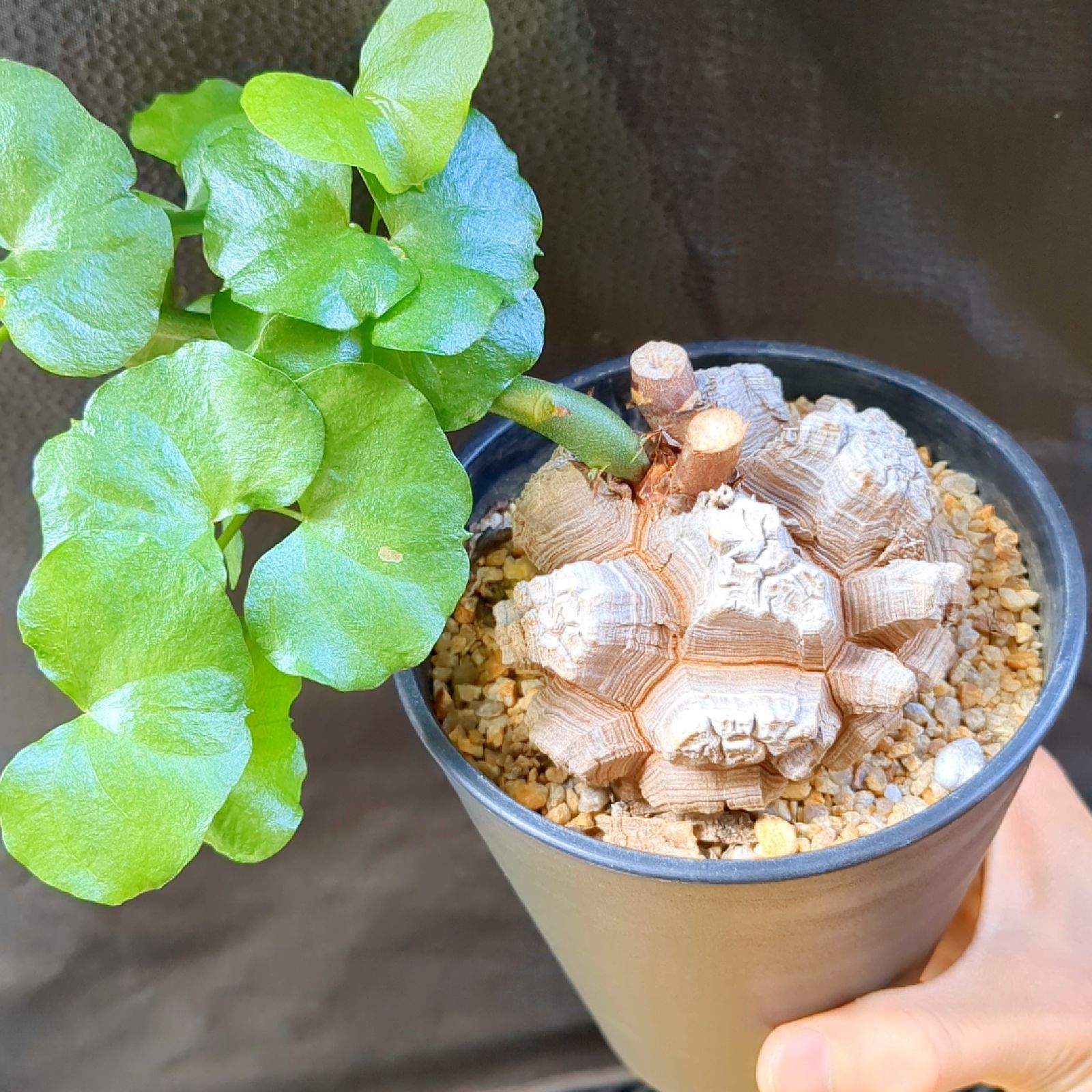 仏花 お供え花 初盆 法事 カトレア 百合 アレンジ 仏花 お供え花 初盆