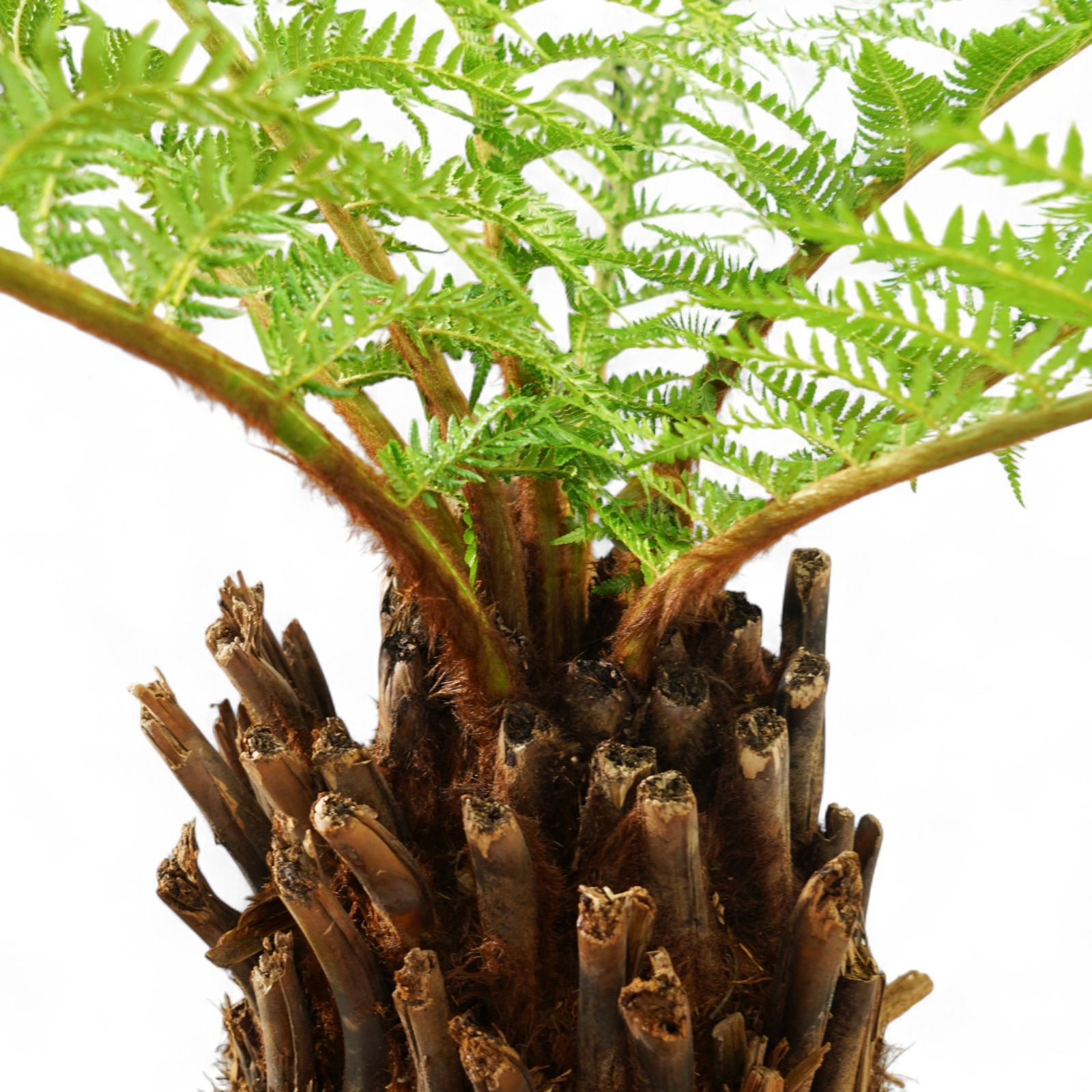Dicksonia