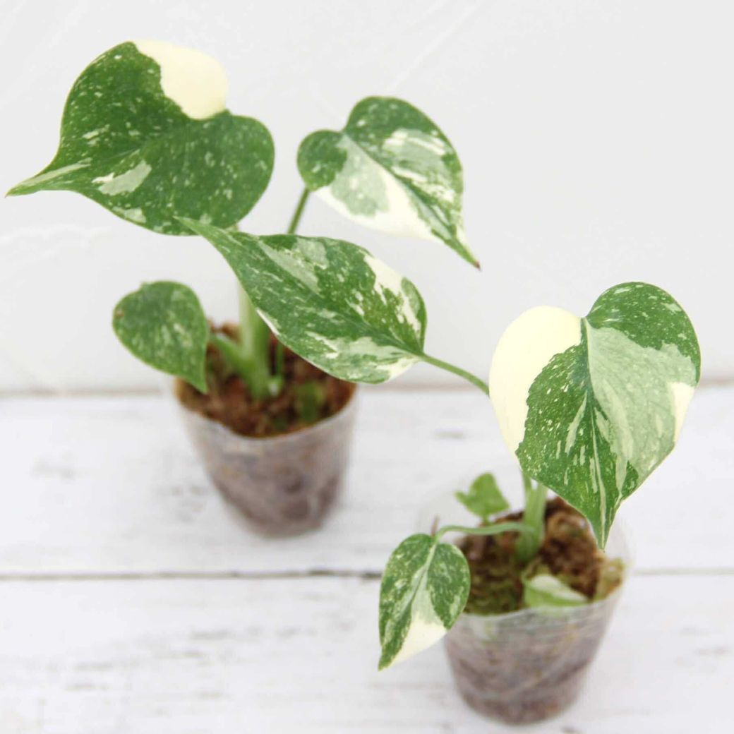 斑入りモンステラ「タイ コンステレーション」』 1.7号ポット鉢2