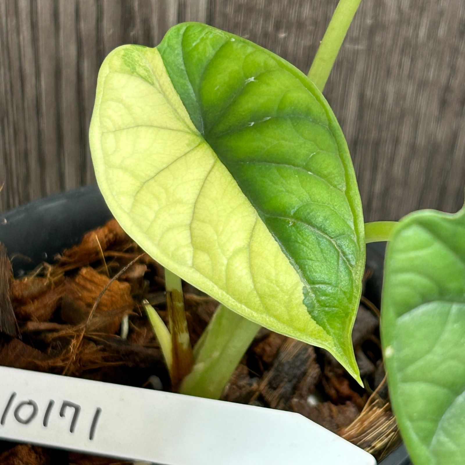 10171 アロカシア ドラゴンスケール 斑入りAlocasia Dragon Scale 