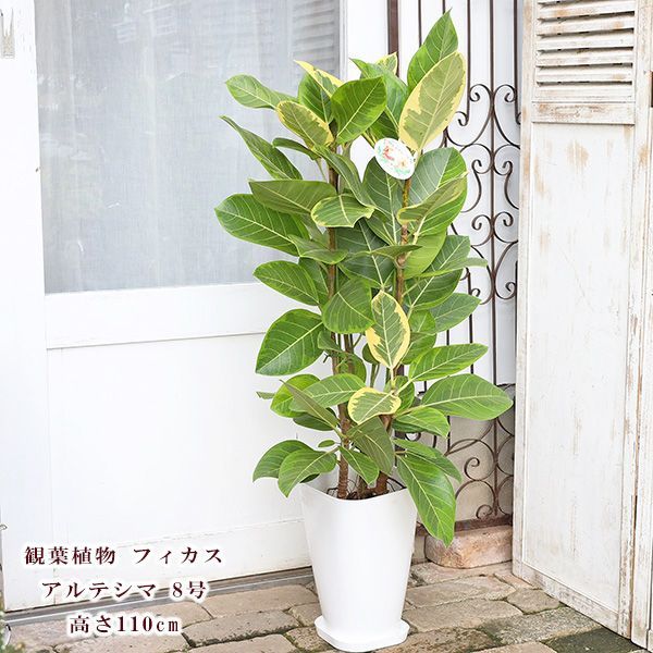 現品］13番 フィカス アルテシマ 曲がり 8号 観葉植物 おしゃれ ゴムの
